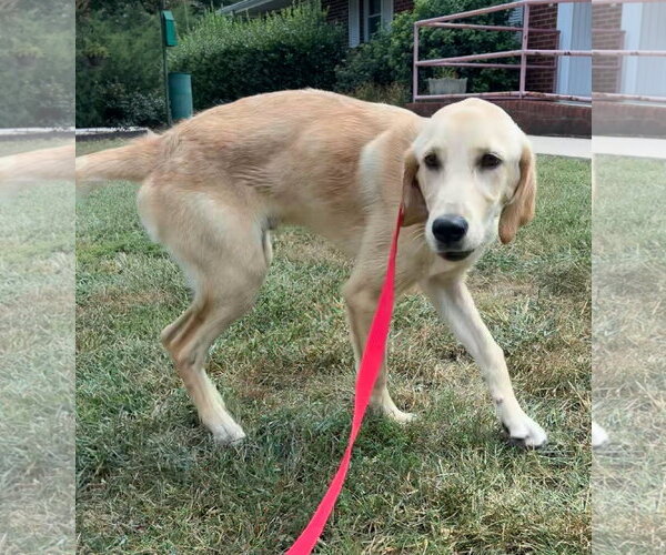 Medium Photo #3 Labrador Retriever-Unknown Mix Puppy For Sale in Raleigh, NC, USA