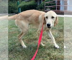 Small #2 Labrador Retriever Mix