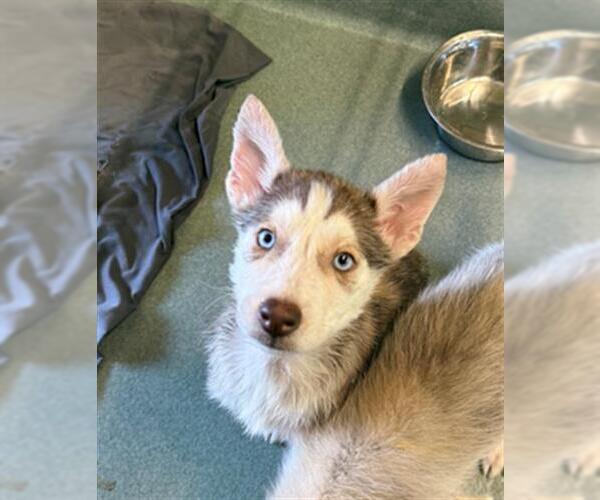 Medium Photo #1 Siberian Husky Puppy For Sale in Baytown, TX, USA