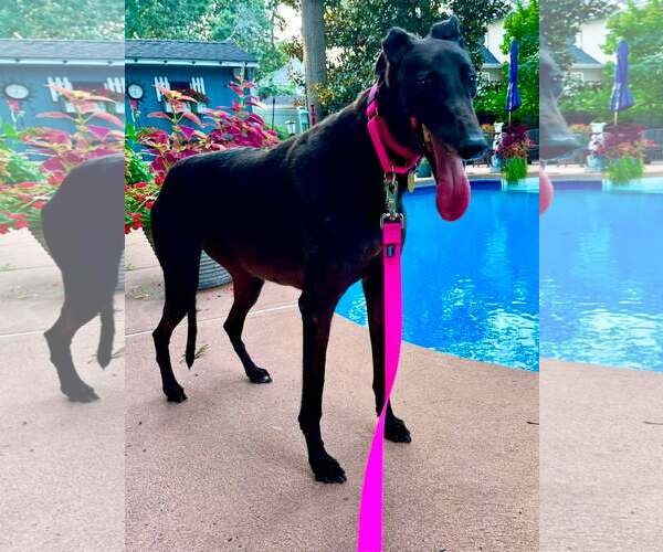 Medium Photo #3 Greyhound Puppy For Sale in Cherry Hill, NJ, USA