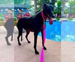 Small #2 Greyhound