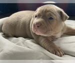 Small Photo #5 American Pit Bull Terrier Puppy For Sale in PALM BCH GDNS, FL, USA