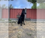 Small Photo #62 German Shepherd Dog Puppy For Sale in HAYWARD, CA, USA