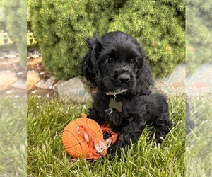 Cocker Spaniel Puppy for sale in MIDDLEBURY, IN, USA
