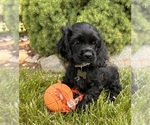 Small Cocker Spaniel