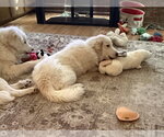 Small #7 Great Pyrenees Mix