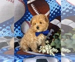 Small Photo #4 Maltipoo Puppy For Sale in LEOLA, PA, USA