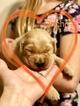 Small Photo #4 Golden Retriever Puppy For Sale in MESA, AZ, USA