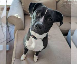 American Staffordshire Terrier-Unknown Mix Dogs for adoption in New Oxford , PA, USA