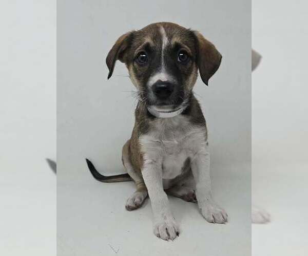 Medium Photo #1 Labbe Puppy For Sale in Brewster, NY, USA