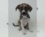 Small Labbe