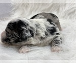 Puppy 5 Poodle (Miniature)-ShihPoo Mix