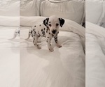 Small #2 Dalmatian