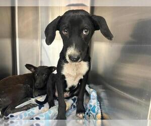 Border Collie-Unknown Mix Dogs for adoption in Grand Prairie, TX, USA