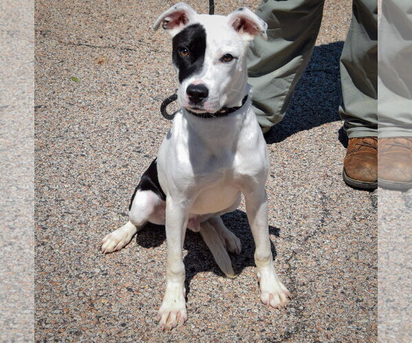 Medium Photo #3 American Staffordshire Terrier-Boxer Mix Puppy For Sale in Huntley, IL, USA