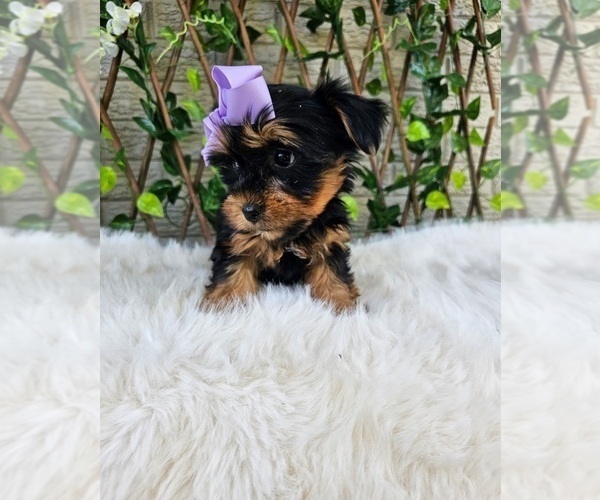 Medium Photo #6 Yorkshire Terrier Puppy For Sale in INDIANAPOLIS, IN, USA