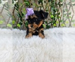 Violet - Female Yorkshire Terrier Puppy for Sale - Photo #6