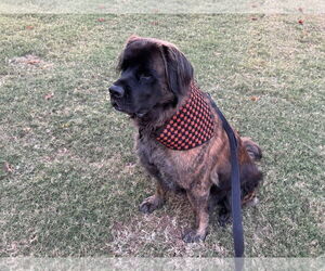 Mastiff Dogs for adoption in Edmond, OK, USA