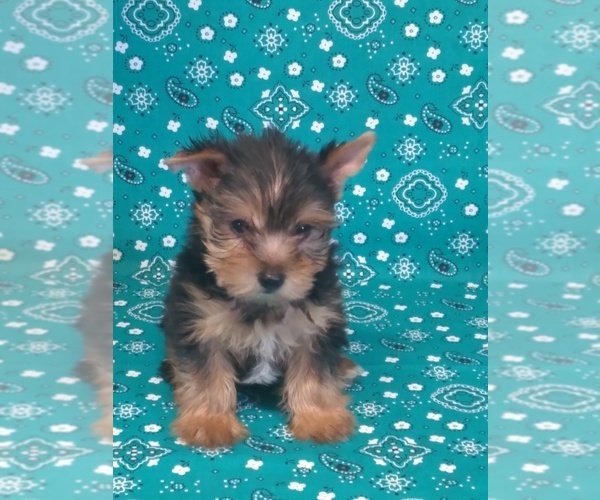 Medium Photo #3 Yorkshire Terrier Puppy For Sale in ADDISON, TX, USA