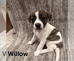 Willow - Female Chihuahua-Unknown Mix Dog for Adoption - Small photo
