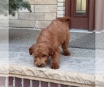 Small #2 Goldendoodle
