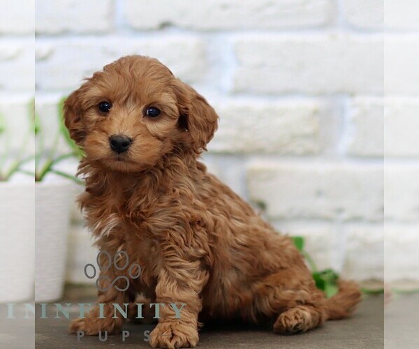Medium Photo #2 Goldendoodle (Miniature) Puppy For Sale in NARVON, PA, USA