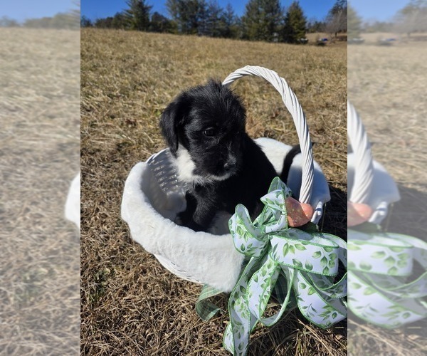 Medium Photo #2 Anatolian Shepherd-Sheepadoodle Mix Puppy For Sale in ALEXANDER, NC, USA