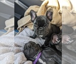 Small Photo #9 French Bulldog Puppy For Sale in LINDENWALD, OH, USA