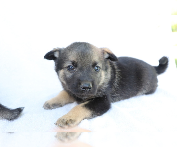 Medium Photo #2 Norwegian Elkhound Puppy For Sale in SHILOH, OH, USA