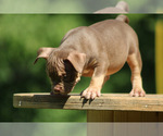 Small Photo #10 American Bully Puppy For Sale in MOUNT OLIVE, AL, USA