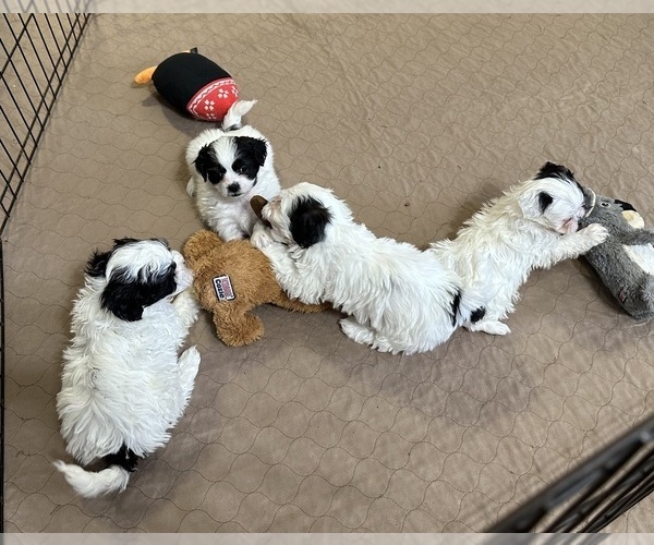 Medium Photo #5 Shih-Poo Puppy For Sale in GLOUCESTER, VA, USA