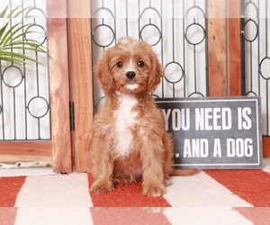 Cavapoo Puppy for sale in NAPLES, FL, USA