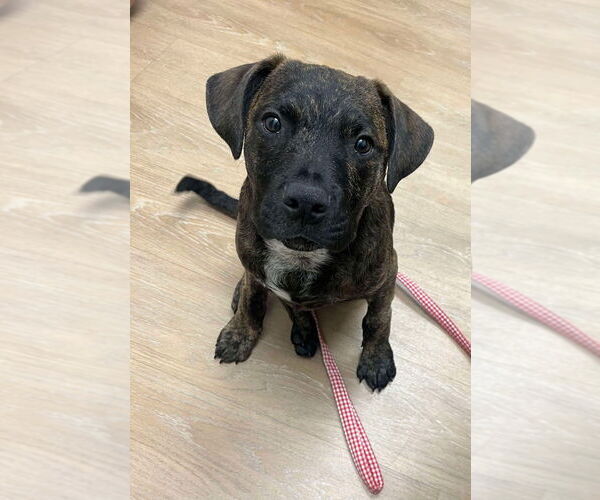 Medium Photo #4 Labrador Retriever-Unknown Mix Puppy For Sale in New York, NY, USA