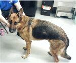 Small German Shepherd Dog