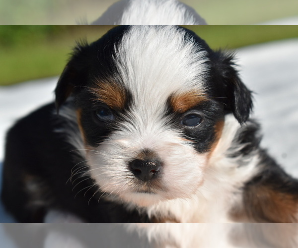 Medium Photo #5 Auss-Tzu Puppy For Sale in PALM COAST, FL, USA