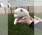Small Photo #8 Miniature American Eskimo Puppy For Sale in OREGON CITY, OR, USA