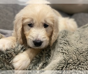 Golden Retriever Puppy for sale in AMERICAN CANYON, CA, USA