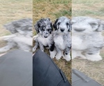 Small Photo #4 Aussiedoodle Puppy For Sale in YACOLT, WA, USA