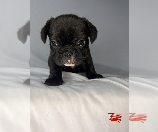 Medium Photo #3 French Bulldog Puppy For Sale in JOLIET, IL, USA