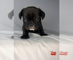 Small #2 French Bulldog