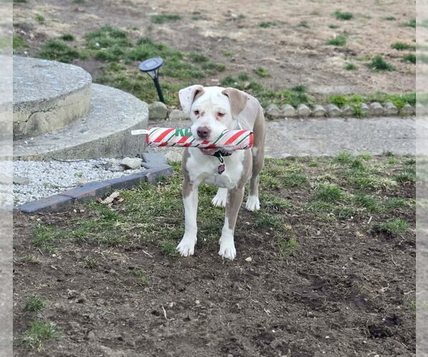 Medium Photo #20 Mutt Puppy For Sale in Mount Laurel, NJ, USA