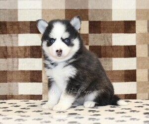 Pomsky Puppy for sale in DENVER, PA, USA