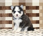Small Pomsky
