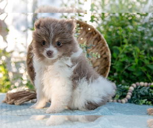 Pomeranian Litter for sale in SHILOH, OH, USA