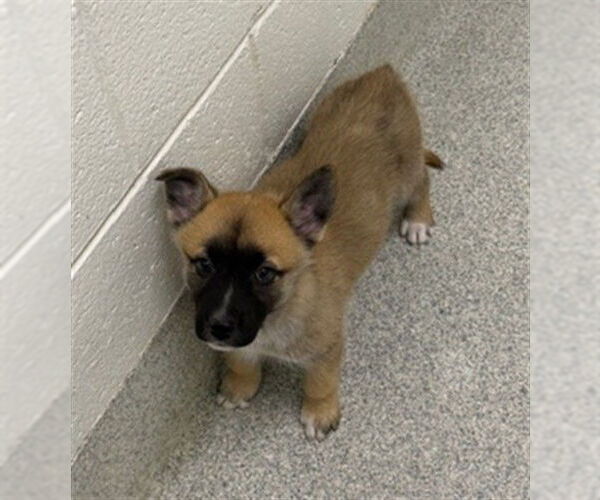 Medium Photo #1 Gerberian Shepsky Puppy For Sale in Fort Collins, CO, USA