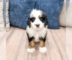 Small #1 Bernedoodle (Miniature)