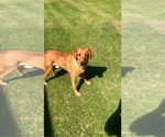 Small #20 Labrador Retriever