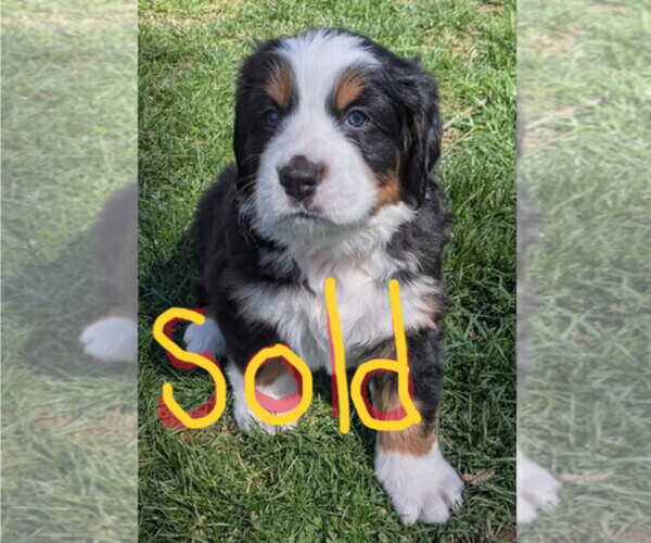 Medium Photo #6 Bordernese Puppy For Sale in LATROBE, PA, USA