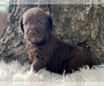 Small Photo #6 Goldendoodle Puppy For Sale in CANON, GA, USA