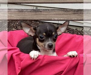 Chihuahua Puppy for sale in NEW HOLLAND, PA, USA